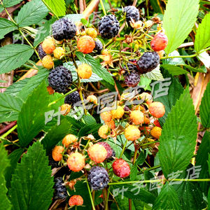 黑刺莓种子苗 树莓山莓三月泡覆盆子蓬蘽乌泡野果 发芽率高好养活