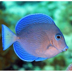 大西洋紫蓝吊鱼海水观赏鱼倒吊