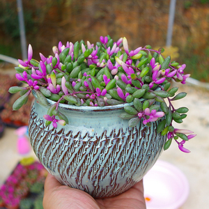 大颗彩色圆叶紫玄月多肉植物稀有品种吊兰药锦盆栽办公室防辐射