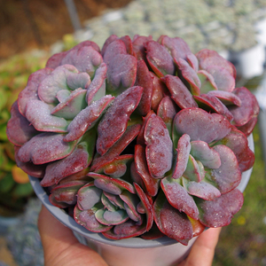 爱心星之月精品多肉植物大盆稀有防辐射绿植组合盆栽室内阳台花卉