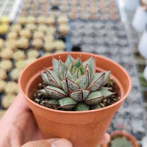 云南多肉植物百合锦奇趣品种净化空气窗台吸甲醛带盆种好满额包邮