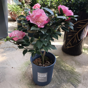 【茶花】茶花品牌,价格 - 阿里巴巴