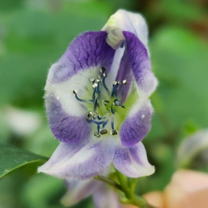 巨苞岩乌头 人工繁育 山野草 播种2年苗