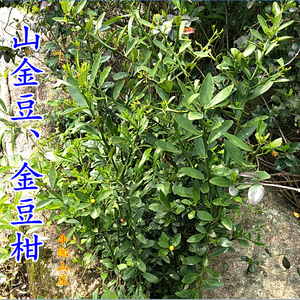 山金豆苗大山野生新鲜刺金豆桔根小金桔小叶金豆柑剌枳树枝茎叶子