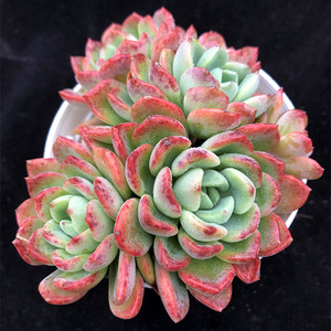 芬达糖雪群生一物一拍多肉植物新品果冻色多头室内阳台绿植盆栽