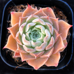 丝绒玫瑰多肉植物新品一物一拍控养皱叶系杂交室内阳台绿植盆栽