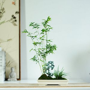 太湖石米竹盆栽竹子盆景室内书房办公室茶室桌面山水造型盆栽绿植