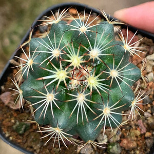 一铭园艺 古镜丸仙人球实生顶花球属 珍稀品种易养多肉植物