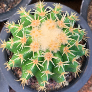 一铭园艺 短刺金琥王金琥实生仙人球粗刺强刺稀有品种金琥属盆栽