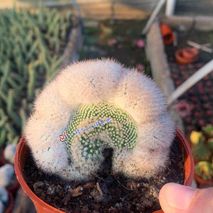 红芙蓉缀化仙人球 创意软毛稀有多肉植物 防辐射室内多头花卉新品