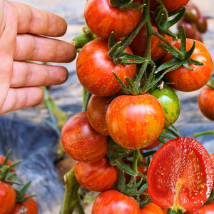 花绣球虎纹番茄种子盆栽虎纹水果彩色春秋樱桃四季西红柿蔬菜种孑