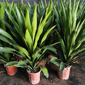 青叶也门铁盆栽植物室内吸甲醛净化空气大型客厅绿植四季常青好养