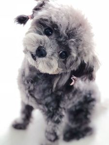 出售纯种灰色泰迪犬幼犬玩具贵宾犬茶杯迷你泰迪幼犬活体宠物狗狗