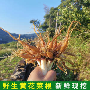 野生黄花菜根新鲜现挖金针菜根煲汤中药材萱草根种苗纯根500克