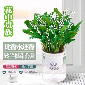 【带芽发货】水培铃兰花盆栽花卉芽根阳台四季开花室内易活耐寒