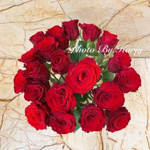 法国红探险家/探险者 暗红加丝绒质感花头最大红玫瑰之一花瓣厚实