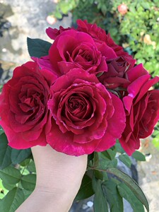 蛇蝎美人月季正红色经典灌木多头丰花阳台庭院花卉抗病勤花