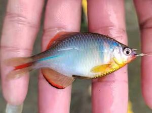 中华鳑鲏七彩彩石旁皮观赏鱼活体水族中国原生群游小型淡水冷水鱼