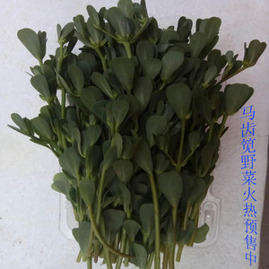 新鲜野菜马齿苋 头茬儿倍嫩 3斤23元包邮 限京津冀地区
