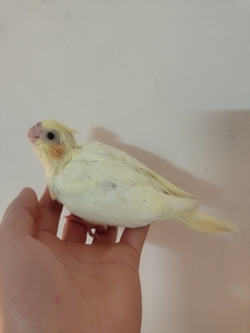 红脸百趴(红脸派特系列)手养亲人 玄凤鹦鹉 喂奶粉长大