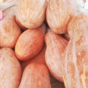 农家自产粉糯甜老南瓜黄瓤甜南瓜老品种长南瓜 4-5斤包邮