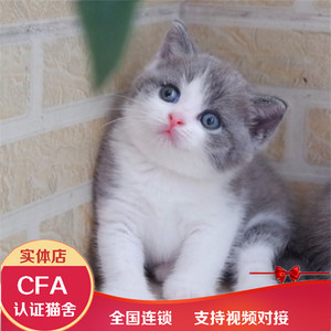 上海出售纯种英国短毛猫 蓝白猫幼猫活体 蓝白猫 折耳猫宠 物猫咪