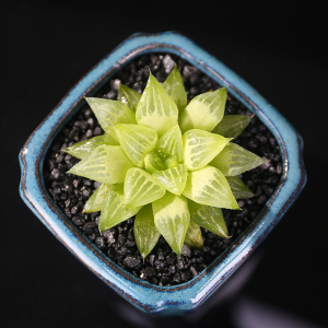 水晶寿多肉植物肉肉组合盆栽萌肉肉十二卷属桌面防辐射绿植花卉