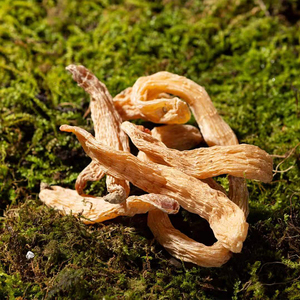 长白山野生林下新鲜天麻生晒天麻东北天麻粉天麻片500g装采摘干货