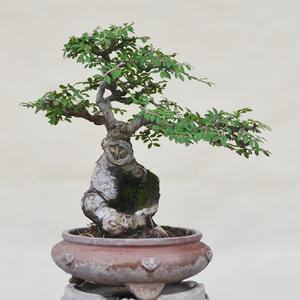 精品小叶榔榆盆景提根卧盘树桩造型老桩老根绿植