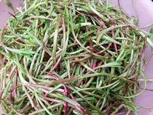 80半芹商贸1淘宝篱蒿3斤去根去叶当季芦蒿新鲜黎蒿野生蔬菜野菜藜蒿