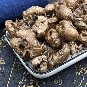 蝉蜕10g中药蝉衣金蝉壳野生知了壳知了皮包材邮爬了猴虫蜕蝉0蜕粉