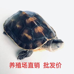 外塘中华花龟小乌龟活体珍珠龟六线草龟宠物水龟台湾草龟观赏龟活