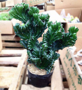 新品绿植花卉盆栽 麒麟掌 玉麒麟帝国缀化仙人掌彩麒麟吉祥植物