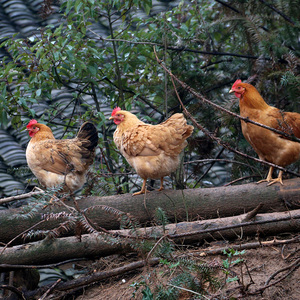农村金蝉土母鸡 正宗散养老母鸡新鲜整只农家土鸡冷冻草鸡走地鸡