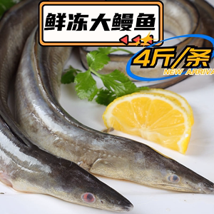 【新鲜速冻】鳗鱼 4斤一条野生海鳗鱼大鳗鱼海鲜水产码头冷库直发