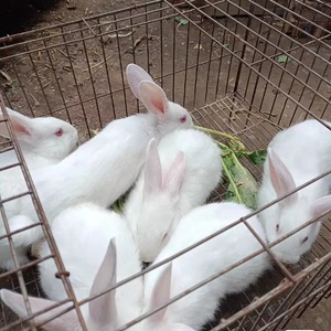 兔子活物肉兔可选公母一对小白兔1只苗活体宠物家兔幼崽活兔子苗