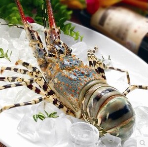 2-3斤 290元/斤 澳洲鲜活龙虾青龙花龙鲜活龙虾海鲜水产品