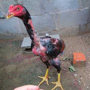 斗鸡苗  斗鸡活苗 小鸡 越南纯种鬼子  越南斗鸡 成年斗鸡 种蛋