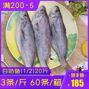 白姑鱼60条新鲜冷冻海鲜水产20斤白菇鱼白米子白姑子商用食材包邮
