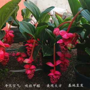 宝莲灯花荷兰进口小苗净化空气吸收甲醛观花观叶室内高档盆栽花卉