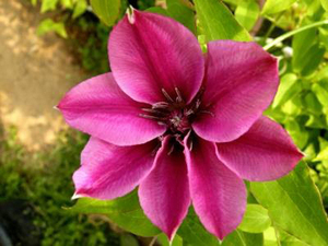 【小町红】小町红品牌,价格 - 阿里巴巴