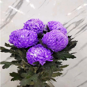 马来西亚进口牡丹菊鲜花鲜切花家庭办公室插花水养广州店同城速递