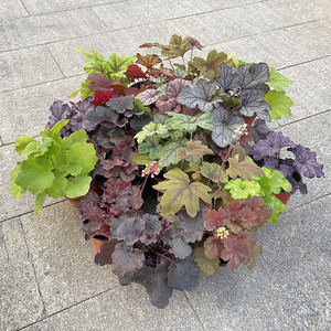 矾根盆栽花叶彩叶植物会变色黄金斑马花园庭院阳台花卉植寒耐热大