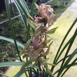 花卉绿植盆栽 春剑红盖世客厅办公桌