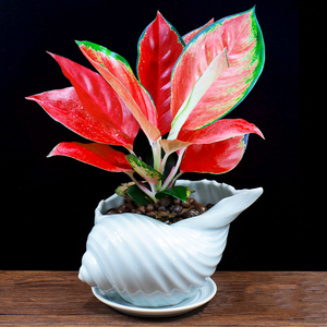 中国红盆栽吉利红如意皇后办公室内花卉好养植物净化空气桌面绿植