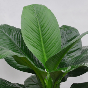 武汉新品绿巨人一帆风顺盆栽室内客厅卧室大叶耐阴净化空气的植物