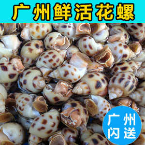 鲜活花螺 东风螺 南风螺 海猪螺 活螺 活花螺 贝螺同城配送