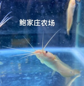 白化小丑武士黑白鲶塘鲺鱼大型冷热带鱼观赏鱼苗淡水鱼活体宠物