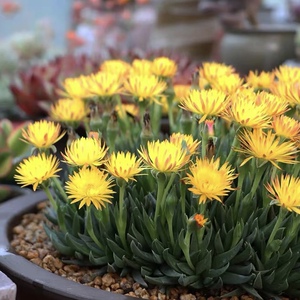 多肉植物黄花照波