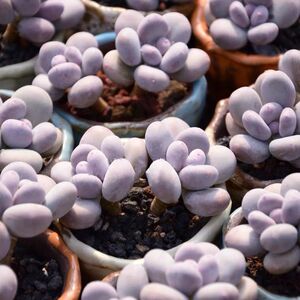 【亚美奶酪双头】精致紫胖子圆圆肥肥控养多肉新手好养阳台防辐射